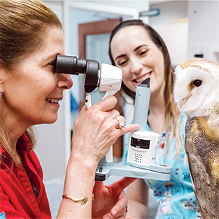 Veterinary essentials for your practice